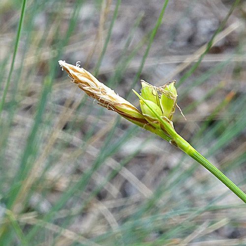 Hallers Segge / Carex halleriana