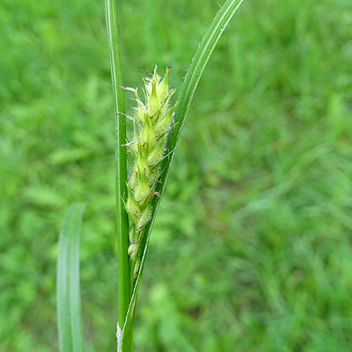 Behaarte Segge / Carex hirta