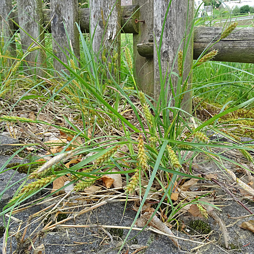 Behaarte Segge / Carex hirta