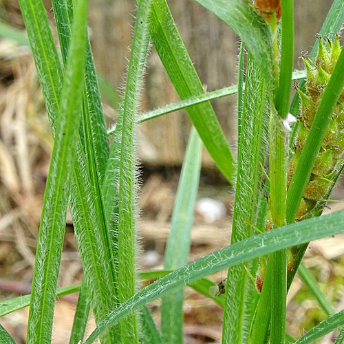 Behaarte Segge / Carex hirta