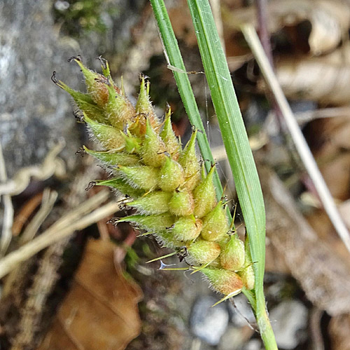 Behaarte Segge / Carex hirta