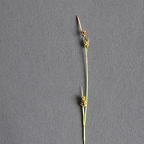 Saum-Segge / Carex hostiana