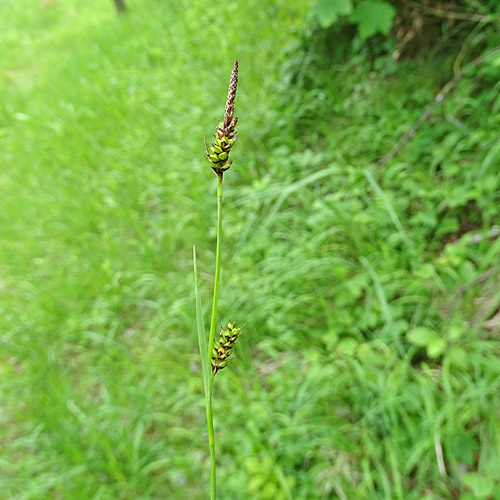 Saum-Segge / Carex hostiana