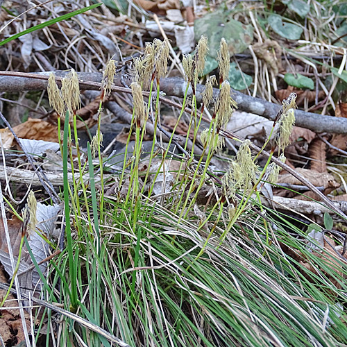 Niedrige Segge / Carex humilis