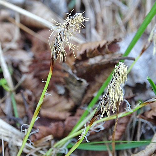 Niedrige Segge / Carex humilis