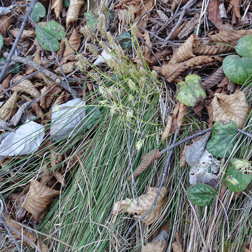 Niedrige Segge / Carex humilis