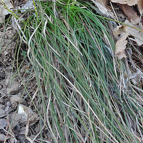 Niedrige Segge / Carex humilis