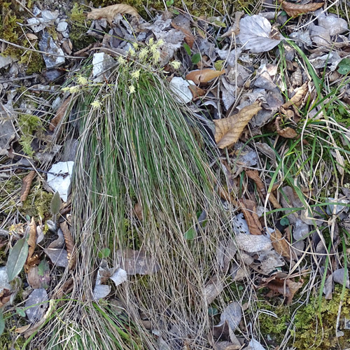 Niedrige Segge / Carex humilis