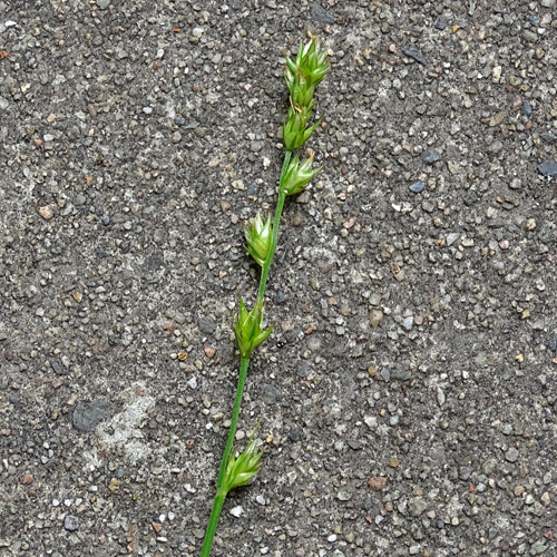 Leers Stachel-Segge / Carex leersii