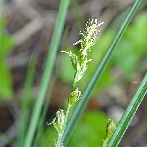 Leers Stachel-Segge / Carex leersii