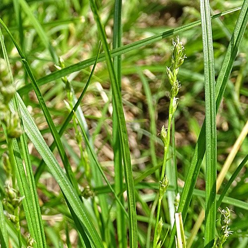 Leers Stachel-Segge / Carex leersii