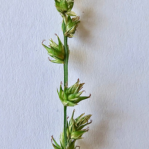 Leers Stachel-Segge / Carex leersii