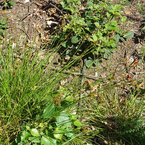 Hasenpfoten-Segge / Carex leporina