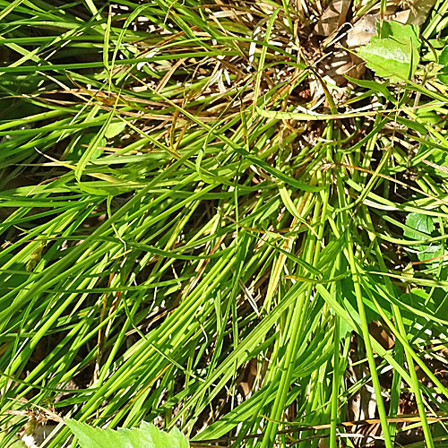 Hasenpfoten-Segge / Carex leporina