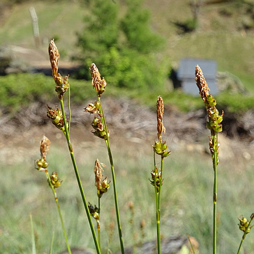 Glanz-Segge / Carex liparocarpos