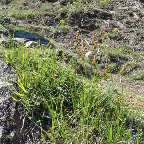 Glanz-Segge / Carex liparocarpos