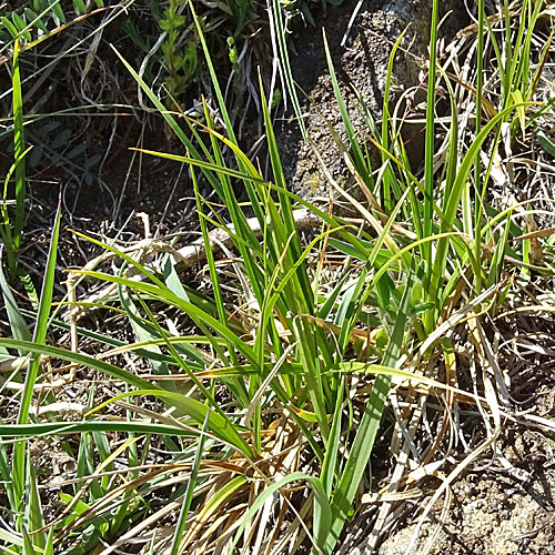 Glanz-Segge / Carex liparocarpos