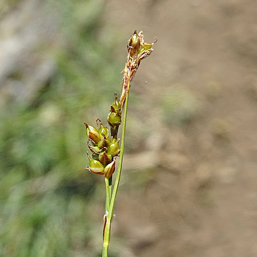 Glanz-Segge / Carex liparocarpos