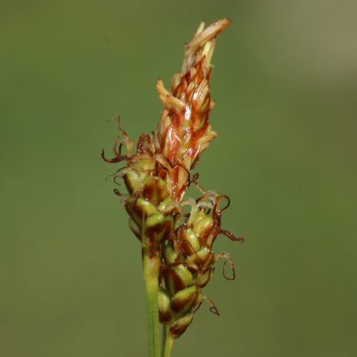 Glanz-Segge / Carex liparocarpos