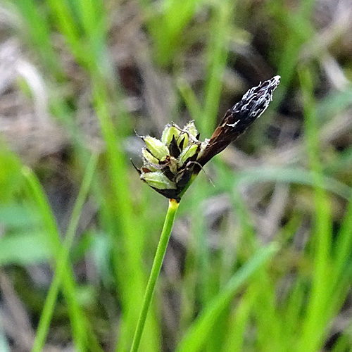 Berg-Segge / Carex montana