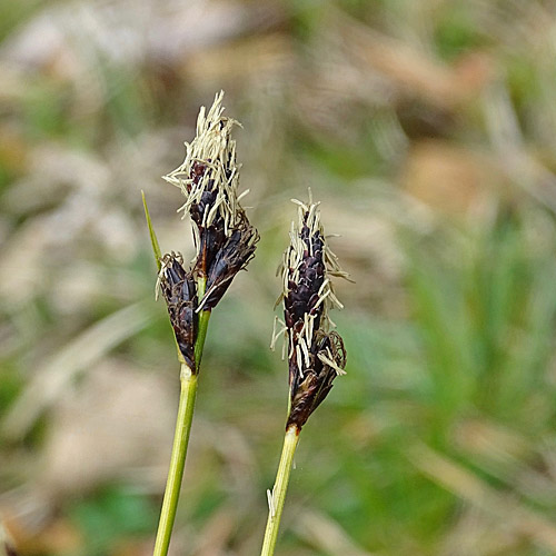 Berg-Segge / Carex montana