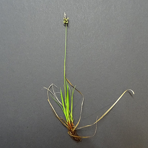 Berg-Segge / Carex montana