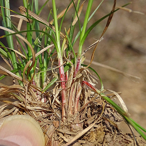 Berg-Segge / Carex montana