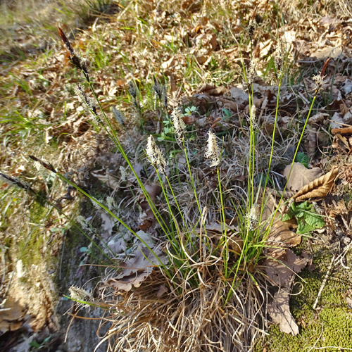 Berg-Segge / Carex montana