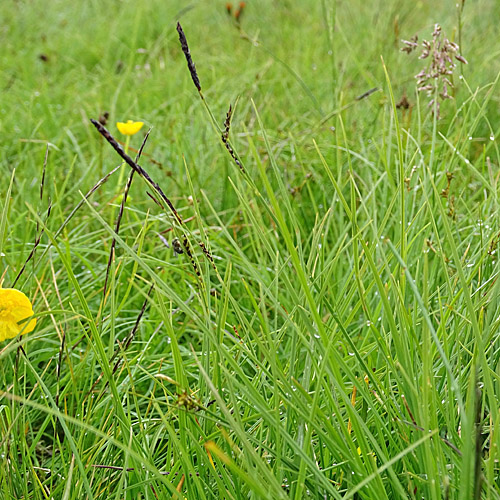 Braune Segge / Carex nigra