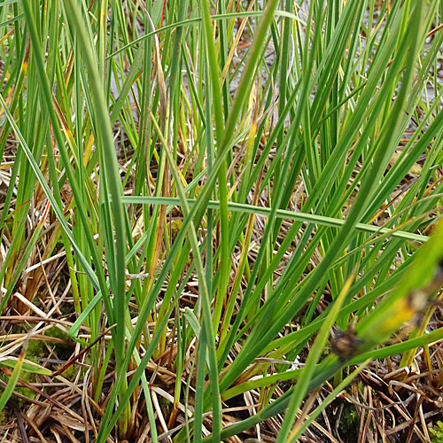 Braune Segge / Carex nigra