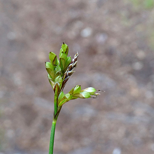 Vogelfuss-Segge / Carex ornithopoda