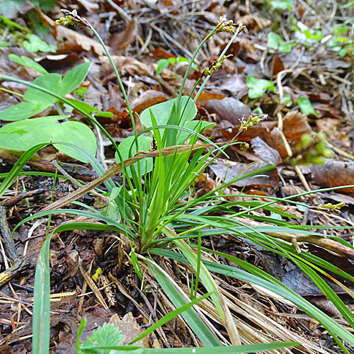 Vogelfuss-Segge / Carex ornithopoda