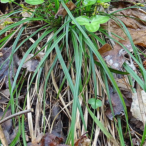 Vogelfuss-Segge / Carex ornithopoda