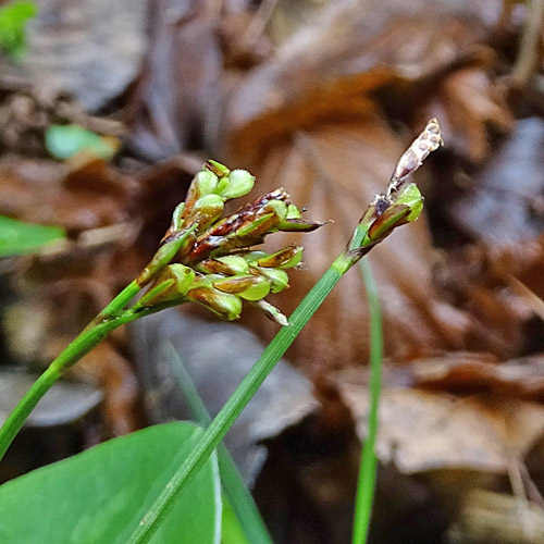 Vogelfuss-Segge / Carex ornithopoda