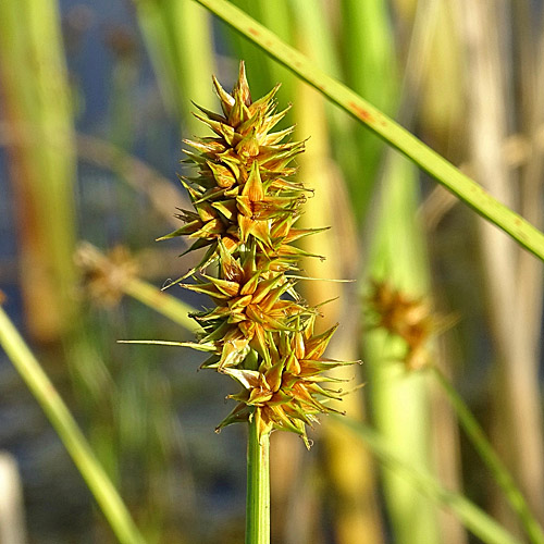 Hain-Segge / Carex otrubae