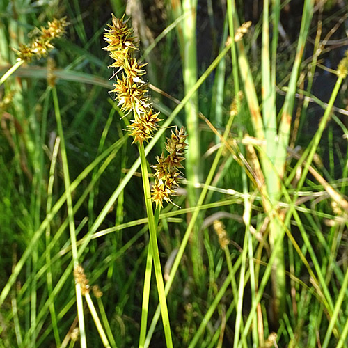 Hain-Segge / Carex otrubae