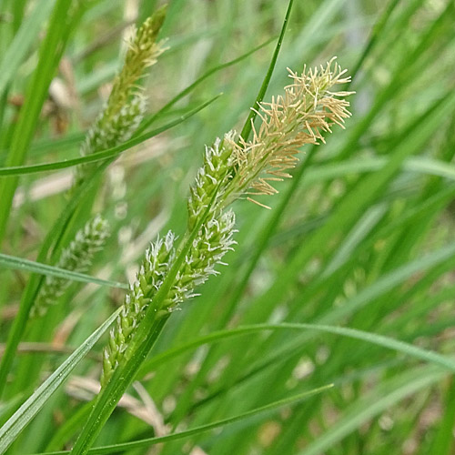Bleiche Segge / Carex pallescens