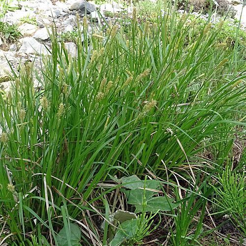 Bleiche Segge / Carex pallescens