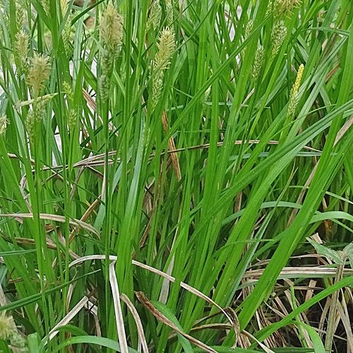 Bleiche Segge / Carex pallescens