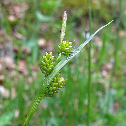Bleiche Segge / Carex pallescens