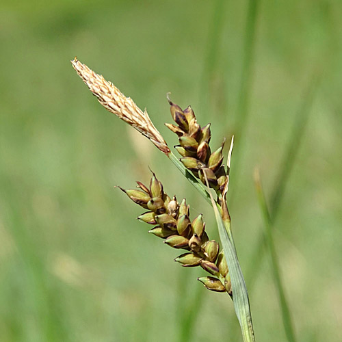 Hirsen-Segge / Carex panicea