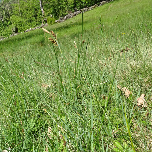 Hirsen-Segge / Carex panicea