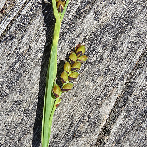 Hirsen-Segge / Carex panicea