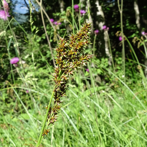 Rispen-Segge / Carex paniculata