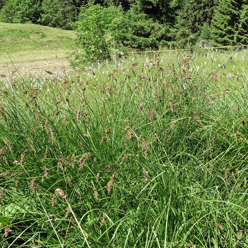 Rispen-Segge / Carex paniculata