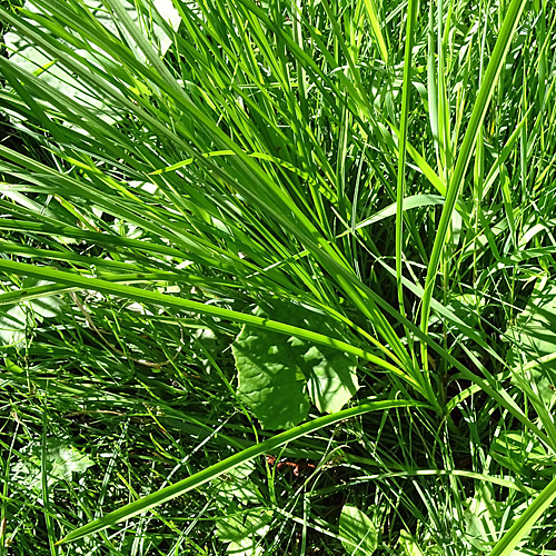 Rispen-Segge / Carex paniculata