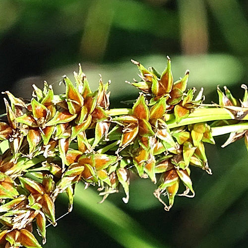 Rispen-Segge / Carex paniculata