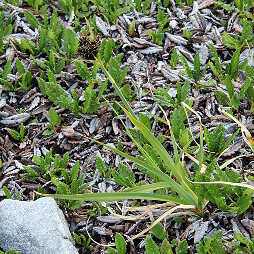 Kleine Trauer-Segge / Carex parviflora