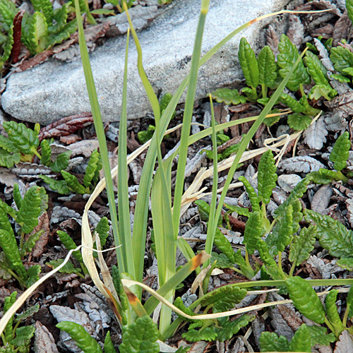 Kleine Trauer-Segge / Carex parviflora