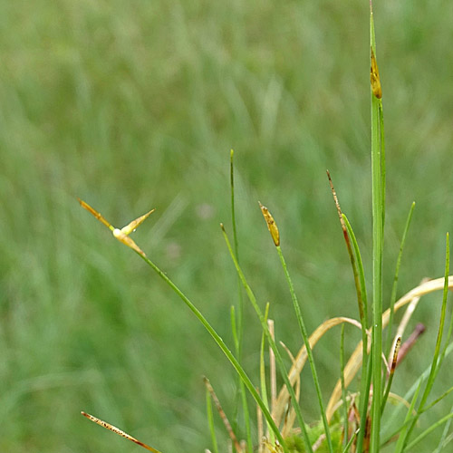 Wenigblütige Segge / Carex pauciflora